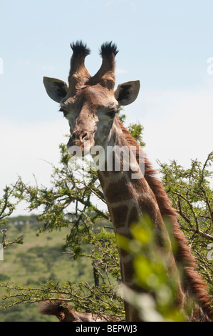 Girafe Tala Game Reserve près de Durban, Afrique du Sud Banque D'Images