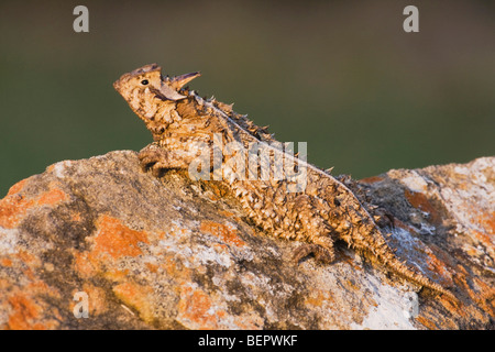 Texas (Phrynosoma cornutum), adulte, Rio Grande Valley, Texas, États-Unis Banque D'Images