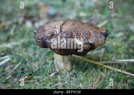 Leccinum pseudoscabrum ou Hazel Bolete Mushroom, Hampshire, Angleterre. Banque D'Images