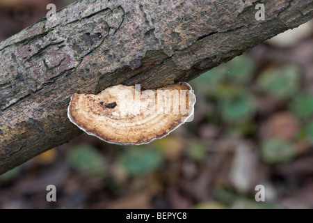 Support Daedaleopsis confragosa rougissant la fructification des champignons poussant sur willow tree branch Banque D'Images