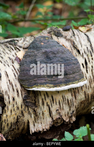 Hoof Fomes fomentarius organe de fructification des champignons poussant sur un tronc de bouleau argent tombé mort Banque D'Images