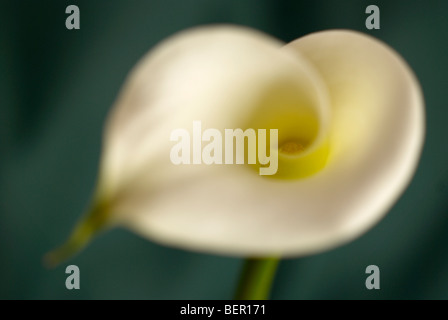 Profil, d'arum, lilium, tige verte, lys blanc, fleur, fond blanc, l'accent, de la paix, de fleur blanche, close-up, Close up Banque D'Images