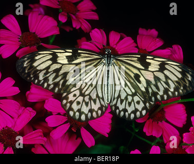 Arbre généalogique blanche idée leuconoe (nymphe) Banque D'Images