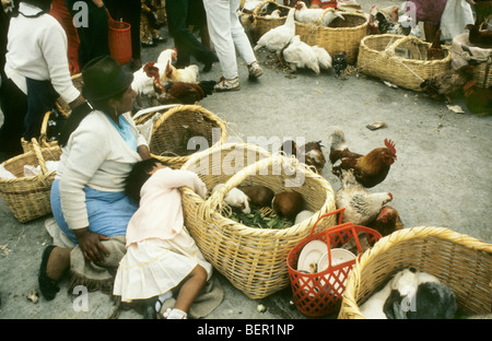 Femme vendant les poulets vivants et de cobayes dans les régions rurales de l'Equateur market Banque D'Images