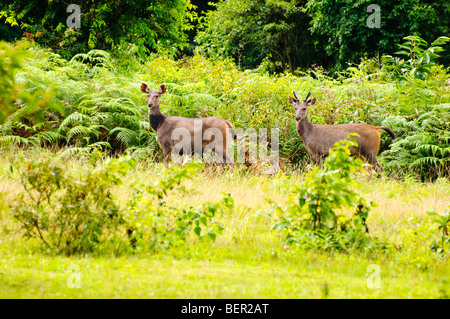 Cerfs Sambar Parc national Khao Yai, Thaïlande Banque D'Images