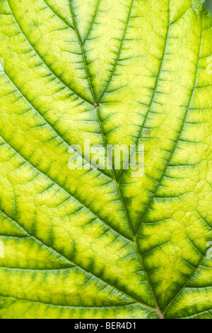 Framboisier sauvage Rubus idaeus leaf close-up montrant les veines et les patterns Banque D'Images