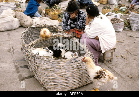 Deux femmes assises sur des tabourets court près d'énormes panier contenant des lapins. L'Équateur highlands marché local. Banque D'Images