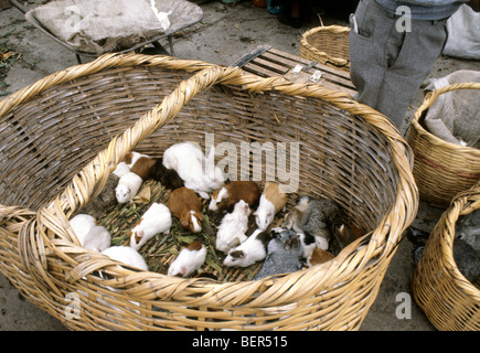 À la recherche vers le bas en grand panier en osier contenant des lapins et des cobayes sur la vente de viande. L'Équateur highlands marché local. Banque D'Images