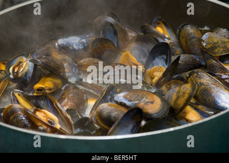 Cuisson des moules dans une casserole Banque D'Images
