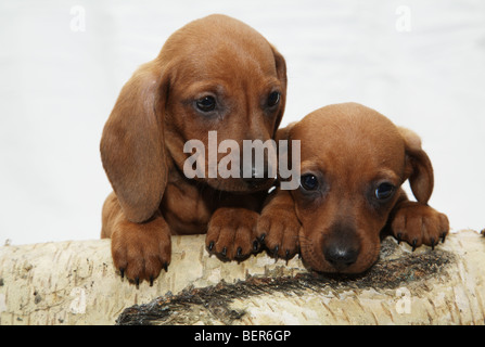 Deux chiots teckel. Banque D'Images