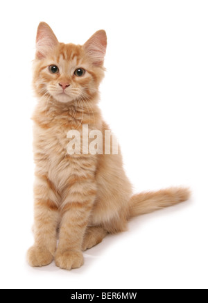 Sibérie rouge tabby kitten 15 semaines studio portrait Banque D'Images