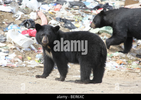 Petit Ours noir regardant viewer Banque D'Images