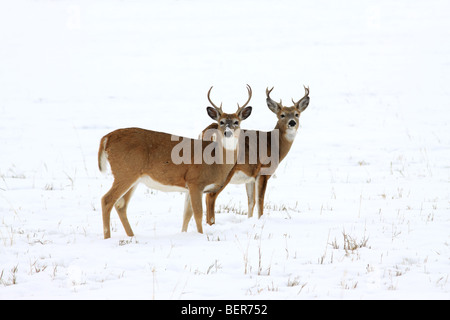 Deux buck le cerf de virginie debout ensemble dans un champ couvert de neige. Banque D'Images