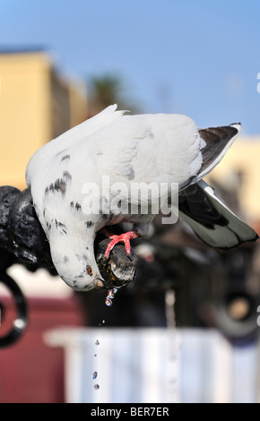 La vieille ville de Rhodes, Grèce, pigeon l'eau potable de la fontaine à Ippokratous square Banque D'Images