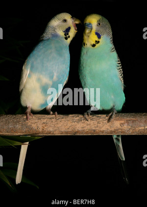 La Perruche ondulée Melopsittacus undulatus percheurs adultes en studio Banque D'Images