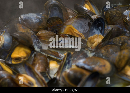 Cuisson des moules dans une casserole Banque D'Images