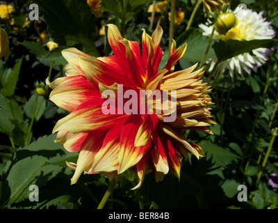 Dahlia fleurs Jardins Butchart Victoria en Colombie-Britannique, île de Vancouver, Canada Banque D'Images