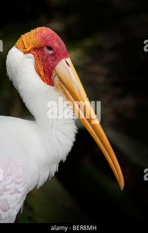 Stork Mycteria leucocephala peint,, vue de profil Banque D'Images