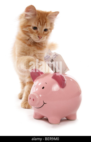 Red tabby sibérien d'économiser de l'argent 15 semaines studio portrait Banque D'Images