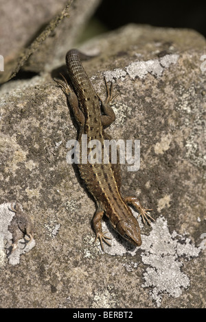 Lézard vivipare ou commun, Lacerta vivipara, se prélassant sur mur, North Yorkshire Moors National Park, Royaume-Uni Banque D'Images