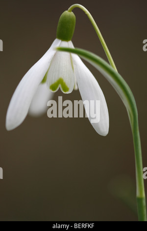 Perce-neige (Galanthus nivalis), Belgique Banque D'Images