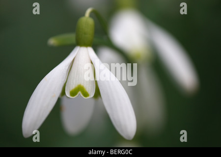 Perce-neige (Galanthus nivalis), Belgique Banque D'Images