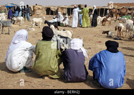 Les hommes touareg au marché de vente chèvres chèvres (Capra hircus) à Agadez, Niger, Afrique de l'Ouest Banque D'Images