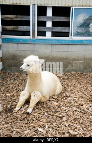 Les jeunes d'alpaga à Nasu ferme d'alpagas à Fukuoka, Japon Banque D'Images