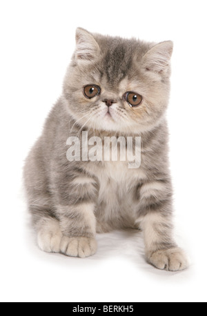 Silver Tabby Exotic shorthair chaton Portrait dans un studio Banque D'Images