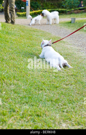 Bull Terrier miniature située sur la pelouse Banque D'Images