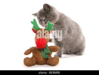 Chaton Exotic shorthair avec jouets de Noël rennes studio portrait Banque D'Images