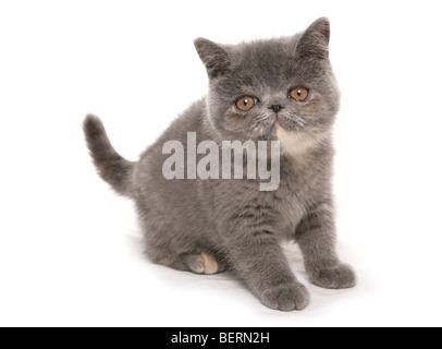 Exotic shorthair blue Tortie chaton studio portrait Banque D'Images