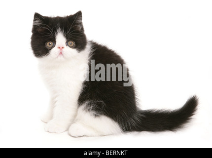 Exotic shorthair noir et blanc Portrait de chaton dans un studio Banque D'Images