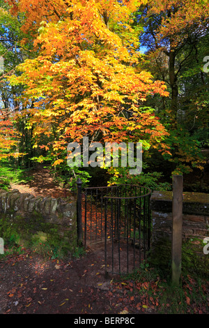 Les arbres d'automne et une porte en fer forgé s'embrasser sur un sentier en Roddlesworth Halliwell Fold, le bois, les clées, Darwen, Lancashire, Angleterre, Royaume-Uni. Banque D'Images