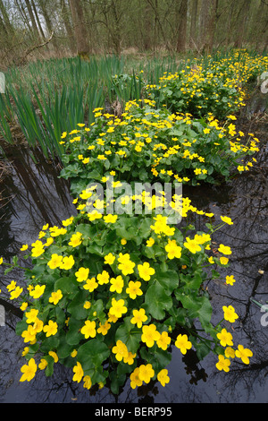 Populage des marais à fleurs / Kingcup en fleur (Caltha palustris) dans brook forest Banque D'Images