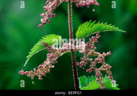 Ortie commune en fleur (Urtica dioica) close up Banque D'Images