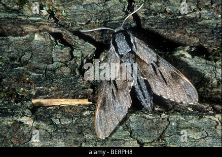 Hawk moth pin (Hyloicus pinastri) reposant sur l'arbre, Ardennes, Lorraine, France Banque D'Images