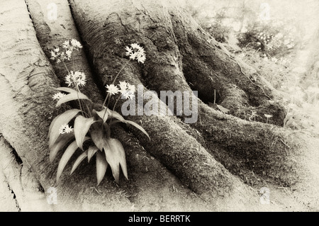 Les anciens photo de l'ail sauvage plante poussant hors de vieilles racines des arbres couverts de mousse prise à Monmouthshire Tintern Banque D'Images