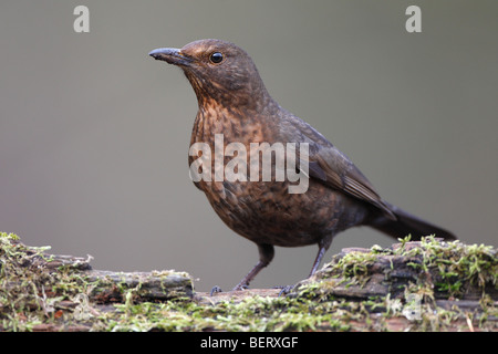 Blackbird femelle (Turdus merula) à l'affût, Belgique Banque D'Images