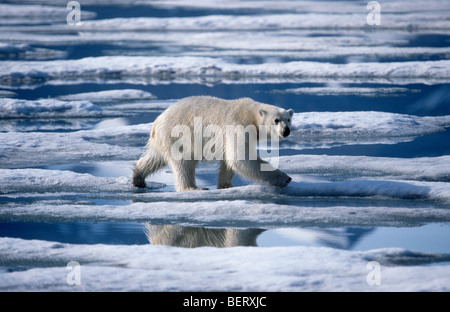 L'ours polaire (Ursus maritimus / Thalarctos maritimus) s'exécutant sur des banquises flottant dans l'océan Arctique sur le pôle Nord Banque D'Images
