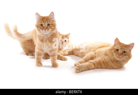 Chats sibériens rouge studio portrait Banque D'Images