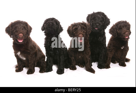 Chiots chien d'eau portugais studio portrait Banque D'Images