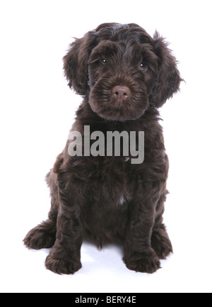 Chiot Chien d'eau portugais studio portrait Banque D'Images