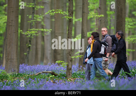 Parmi les marcheurs Bluebells (Endymion) nonscriptus dans la forêt de hêtres, Hallerbos, Belgique Banque D'Images