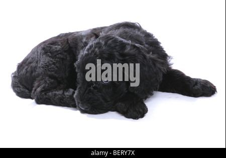 Chiot Chien d'eau portugais studio portrait Banque D'Images