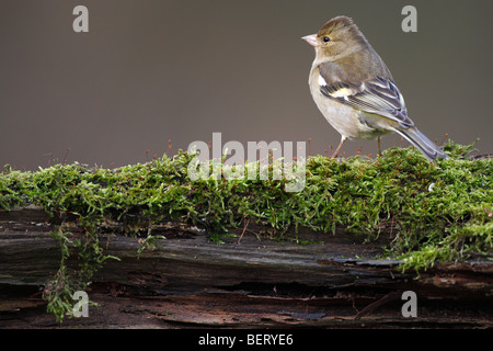 (Fringilla coelebs Chaffinch femelle) Banque D'Images