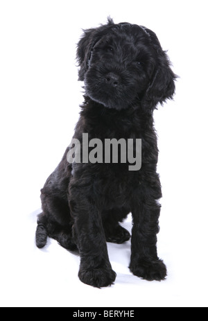 Chiot Chien d'eau portugais studio portrait Banque D'Images