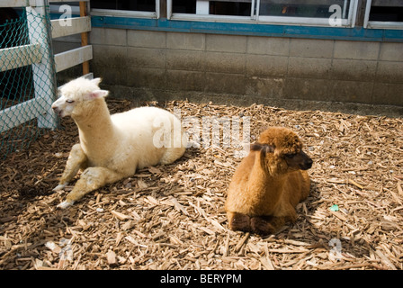 Les jeunes alpagas de remorquage à Nasu ferme d'alpagas à Fukuoka, Japon Banque D'Images