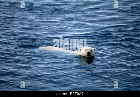 L'ours polaire (Ursus maritimus / Thalarctos maritimus) baignade dans la mer Arctique, Spitzberg Spitzberg, Norvège / Banque D'Images