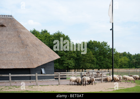 Bergerie typique hollandais en plein air avec des animaux Banque D'Images